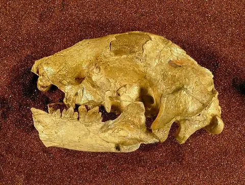 Dokumentasi USNM V99 dengan identifikasi pada sumber Hoplophoneus primaevus. Isi dan label gambar dipertahankan.