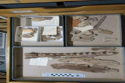 Dokumentasi YPM VP 004673 dengan identifikasi pada sumber Ectenosaurus tlemonectes. Isi dan label gambar dipertahankan.