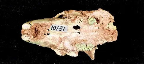 Dokumentasi USNM V10181 dengan identifikasi pada sumber Marmota arizonae. Isi dan label gambar dipertahankan.