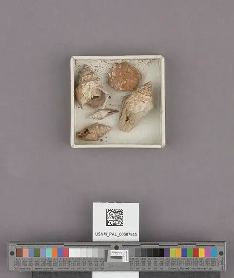 Dokumentasi USNM PAL687945 dengan identifikasi pada sumber Conus cowlitzensis. Isi dan label gambar dipertahankan.