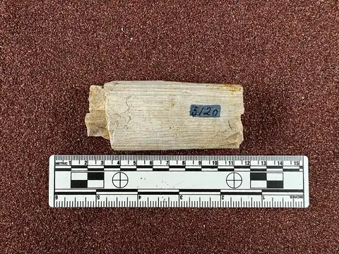 Dokumentasi USNM V3120 dengan identifikasi pada sumber Serridentinus floridanus. Isi dan label gambar dipertahankan.
