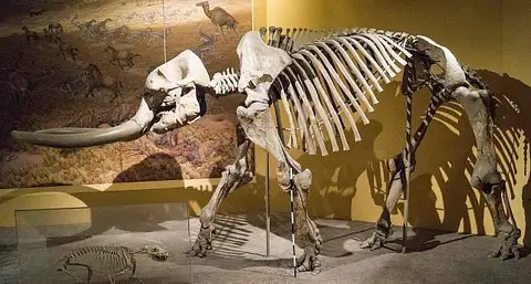 Dokumentasi USNM V10707 dengan identifikasi pada sumber Stegomastodon arizonae. Isi dan label gambar dipertahankan.