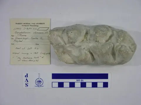 Dokumentasi YPM VP 011997 dengan identifikasi pada sumber Gomphotherium obscurum. Isi dan label gambar dipertahankan.