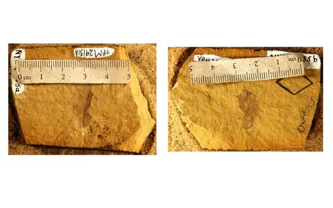 Dokumentasi YPM PB 029131.A dengan identifikasi pada sumber Quercus prelobata. Isi dan label gambar dipertahankan.