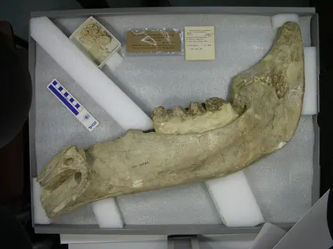 Dokumentasi YPM VP 011724 dengan identifikasi pada sumber Gomphotherium productum. Isi dan label gambar dipertahankan.
