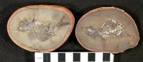 Dokumentasi USNM PAL359112 dengan identifikasi pada sumber Nozamichthys contorta. Isi dan label gambar dipertahankan.