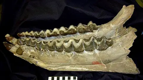 Dokumentasi USNM V8782 dengan identifikasi pada sumber Brontops brachycephalus. Isi dan label gambar dipertahankan.