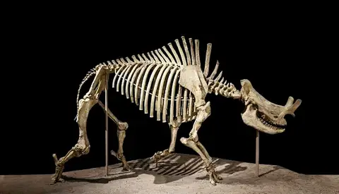 Dokumentasi USNM V4262 dengan identifikasi pada sumber Megacerops coloradensis. Isi dan label gambar dipertahankan.
