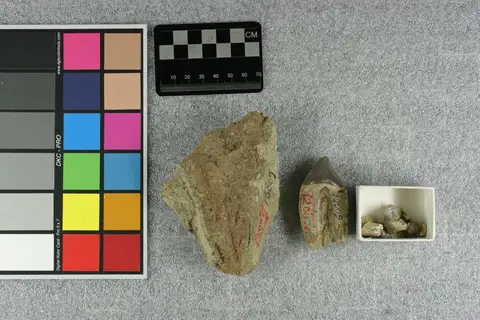 Dokumentasi YPM VP 010009 dengan identifikasi pada sumber Megachoerus latidens. Isi dan label gambar dipertahankan.