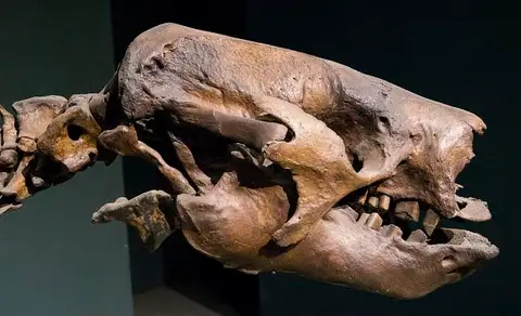 Dokumentasi USNM V15164 dengan identifikasi pada sumber Paramylodon harlani. Isi dan label gambar dipertahankan.