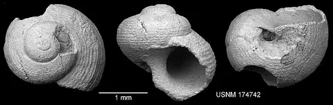 Dokumentasi USNM PAL174742 dengan identifikasi pada sumber Afrollonia nigeriensis. Isi dan label gambar dipertahankan.