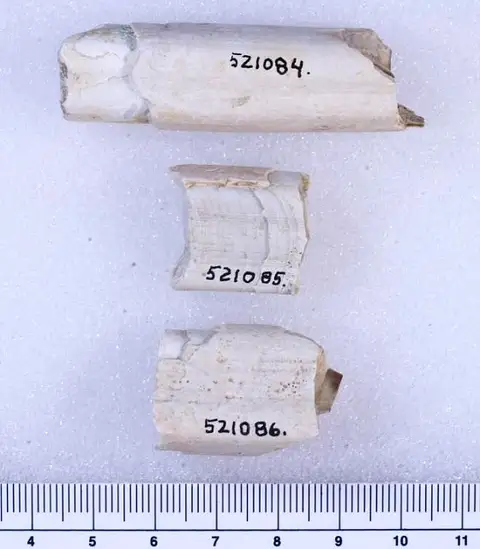 Dokumentasi USNM PAL521085 dengan identifikasi pada sumber Megalonyx leptostomus. Isi dan label gambar dipertahankan.