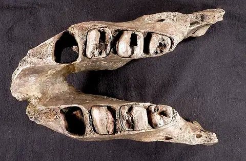Dokumentasi USNM V830 dengan identifikasi pada sumber Megatherium mirabile. Isi dan label gambar dipertahankan.