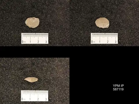 Dokumentasi YPM IP 587119 dengan identifikasi pada sumber Camarotoechia neglecta. Isi dan label gambar dipertahankan.