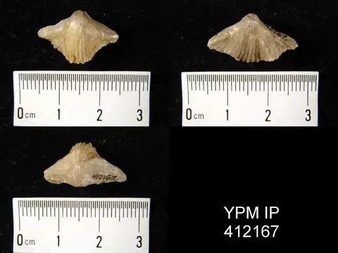 Dokumentasi YPM IP 412167 dengan identifikasi pada sumber Cherubicornea amalthea. Isi dan label gambar dipertahankan.