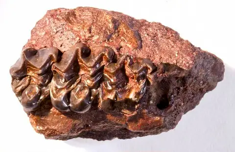 Dokumentasi USNM V1093 dengan identifikasi pada sumber Meniscotherium chamense. Isi dan label gambar dipertahankan.