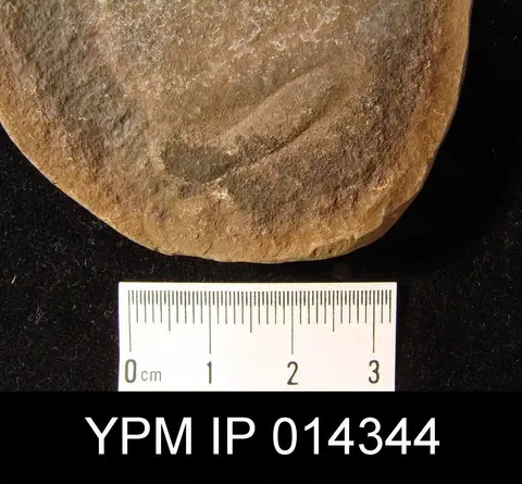 Dokumentasi YPM IP 014344 dengan identifikasi pada sumber Essexella asherae. Isi dan label gambar dipertahankan.