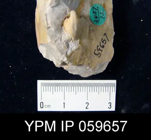 Dokumentasi YPM IP 059657 dengan identifikasi pada sumber Centronella glansfagea. Isi dan label gambar dipertahankan.