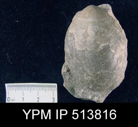 Dokumentasi YPM IP 513816 dengan identifikasi pada sumber Amphigenia elongata. Isi dan label gambar dipertahankan.