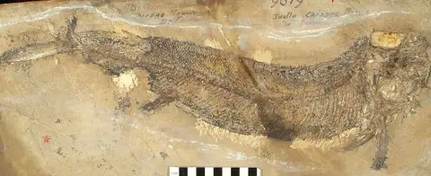 Dokumentasi USNM V4310 dengan identifikasi pada sumber Pyritocephalus comptus. Isi dan label gambar dipertahankan.