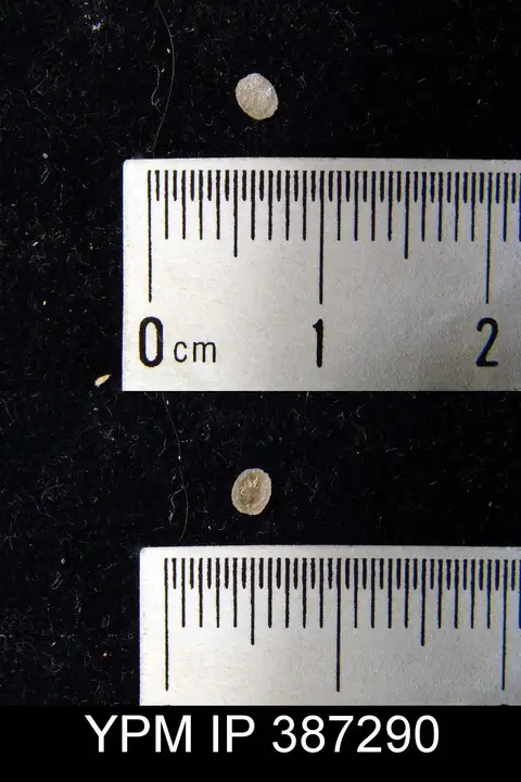 Dokumentasi YPM IP 387290 dengan identifikasi pada sumber Pholidops ovatus. Isi dan label gambar dipertahankan.