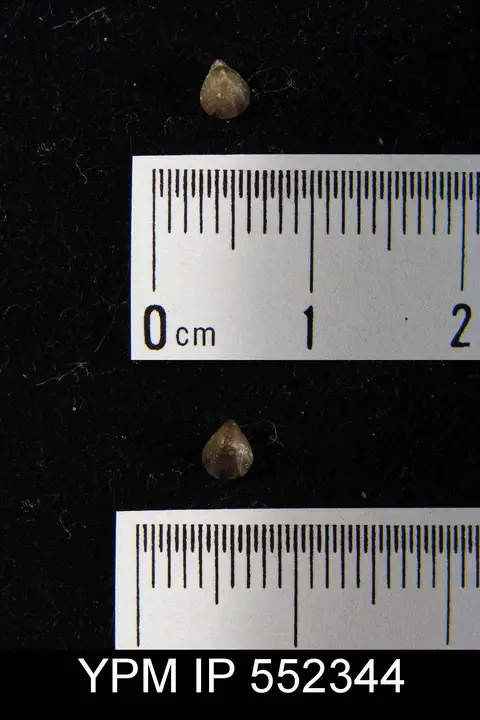 Dokumentasi YPM IP 552344 dengan identifikasi pada sumber Camarotoechia semiplicata. Isi dan label gambar dipertahankan.