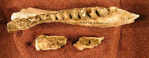 Dokumentasi USNM V156 dengan identifikasi pada sumber Merycochoerus proprius. Isi dan label gambar dipertahankan.