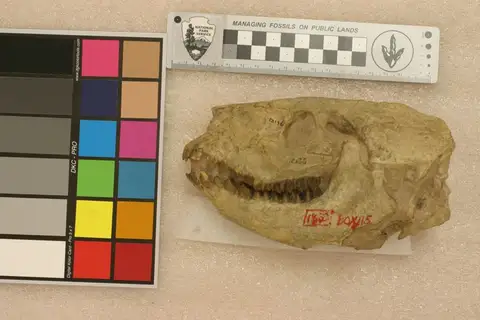 Dokumentasi YPM VP 012136 dengan identifikasi pada sumber Merycoidodon culbertsonii. Isi dan label gambar dipertahankan.