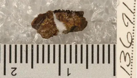 Dokumentasi YPM VP 013691 dengan identifikasi pada sumber Mesodma thompsoni. Isi dan label gambar dipertahankan.