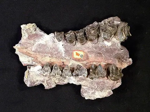 Dokumentasi USNM V1119 dengan identifikasi pada sumber Bathmodon molestus. Isi dan label gambar dipertahankan.