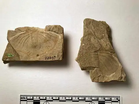 Dokumentasi USNM PAL72687A dengan identifikasi pada sumber Walcottaspis vanhornei. Isi dan label gambar dipertahankan.