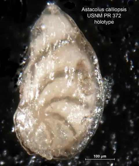 Dokumentasi USNM PR372 dengan identifikasi pada sumber Astacolus calliopsis. Isi dan label gambar dipertahankan.
