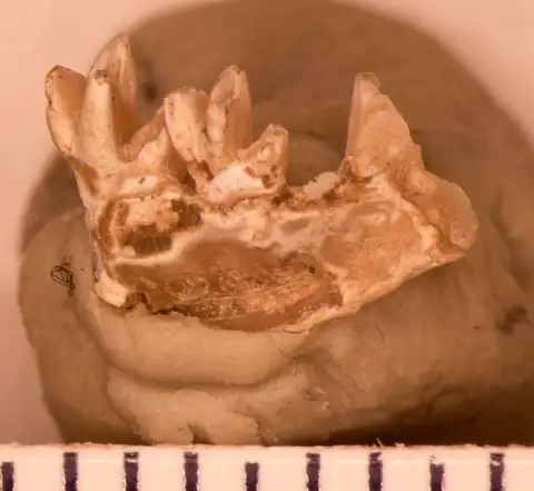 Dokumentasi USNM V18871 dengan identifikasi pada sumber Micropternodus borealis. Isi dan label gambar dipertahankan.