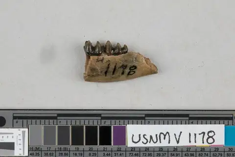 Dokumentasi USNM V1178 dengan identifikasi pada sumber Microsus cuspidatus. Isi dan label gambar dipertahankan.