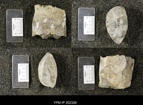 Dokumentasi YPM IP 302326 dengan identifikasi pada sumber Baculites cuneatus. Isi dan label gambar dipertahankan.