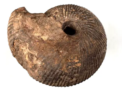 Dokumentasi P 66465 dengan identifikasi pada sumber Macrocephalites macrocephalus. Isi dan label gambar dipertahankan.