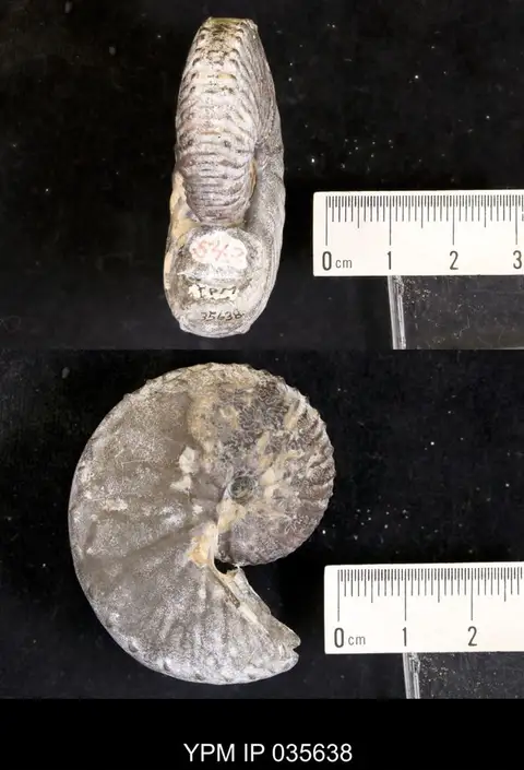 Dokumentasi YPM IP 035638 dengan identifikasi pada sumber Hoploscaphites sargklofak. Isi dan label gambar dipertahankan.