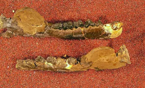 Dokumentasi USNM V8362 dengan identifikasi pada sumber Neoclaenodon montanensis. Isi dan label gambar dipertahankan.