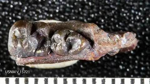 Dokumentasi USNM V15721 dengan identifikasi pada sumber Ellipsodon shepherdi. Isi dan label gambar dipertahankan.
