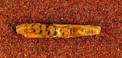Dokumentasi USNM V15404 dengan identifikasi pada sumber Protoselene opisthacus. Isi dan label gambar dipertahankan.