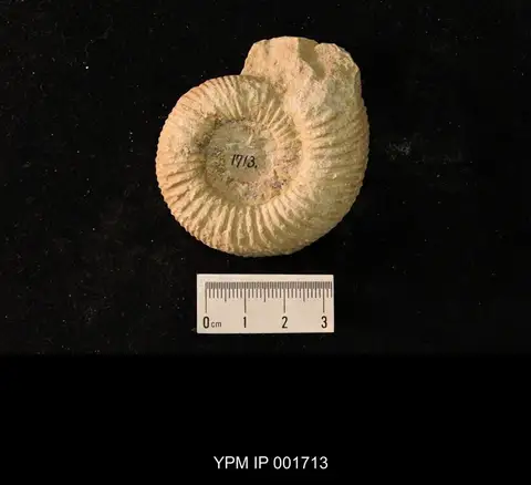 Dokumentasi YPM IP 001713 dengan identifikasi pada sumber Perisphinctes funatus. Isi dan label gambar dipertahankan.