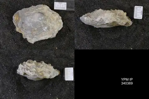 Dokumentasi YPM IP 340369 dengan identifikasi pada sumber Ostrea subovata. Isi dan label gambar dipertahankan.