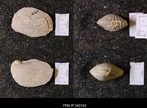 Dokumentasi YPM IP 340152 dengan identifikasi pada sumber Lima wacoensis. Isi dan label gambar dipertahankan.