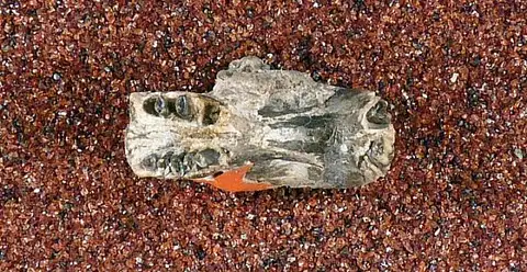 Dokumentasi USNM V10492 dengan identifikasi pada sumber Geomys parvidens. Isi dan label gambar dipertahankan.