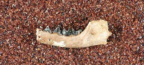 Dokumentasi USNM V21824 dengan identifikasi pada sumber Mustela gazini. Isi dan label gambar dipertahankan.