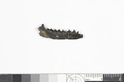 Dokumentasi USNM V8037 dengan identifikasi pada sumber Myrmecoboides montanensis. Isi dan label gambar dipertahankan.