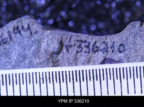Dokumentasi YPM IP 336210 dengan identifikasi pada sumber Tellinimera scitula. Isi dan label gambar dipertahankan.