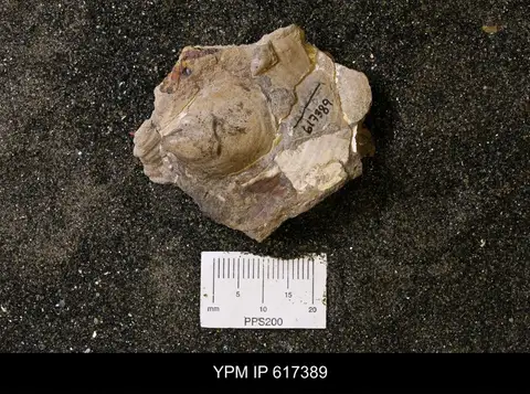 Dokumentasi YPM IP 617389 dengan identifikasi pada sumber Phelopteria linguaeformis. Isi dan label gambar dipertahankan.