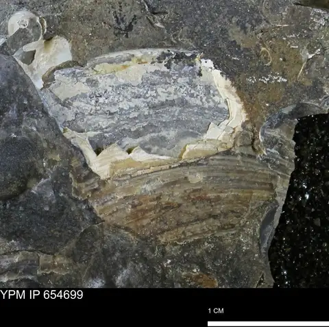 Dokumentasi YPM IP 654699 dengan identifikasi pada sumber Dosiniopsis deweyi. Isi dan label gambar dipertahankan.