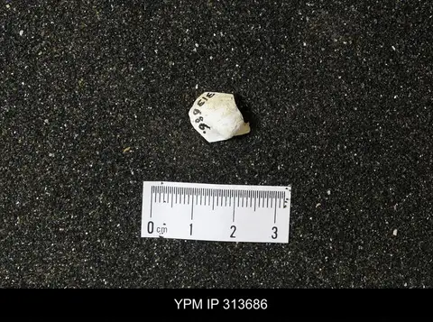 Dokumentasi YPM IP 313686 dengan identifikasi pada sumber Cymbophora warrenana. Isi dan label gambar dipertahankan.